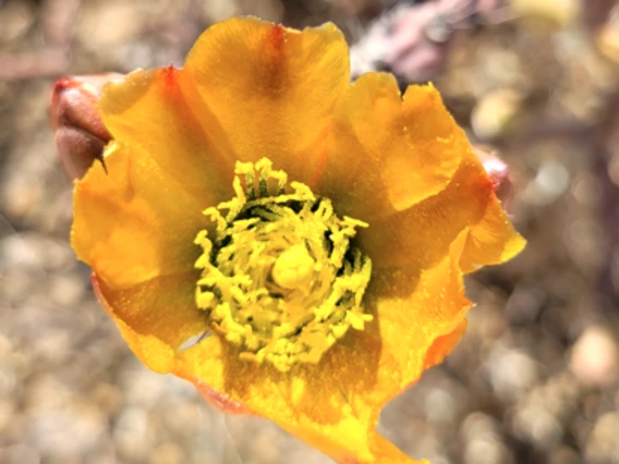 Cylindropuntia thurberi flower