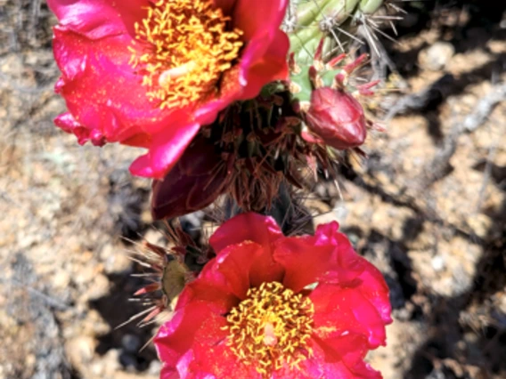 Cylindropuntia thurberi flower