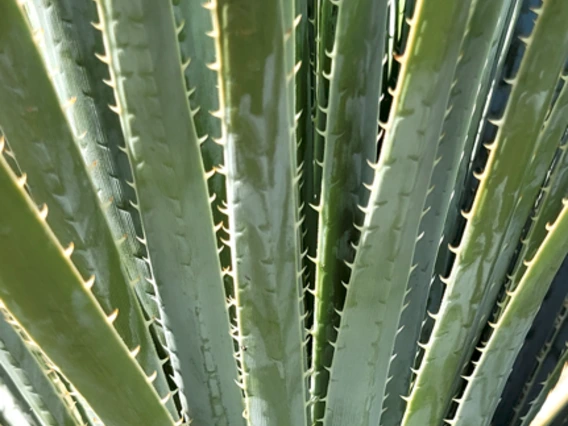 Dasylirion wheeleri leaf