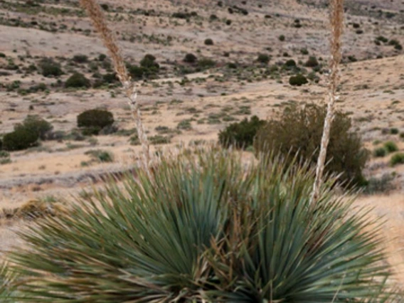 Dasylirion wheeleri bloom spike