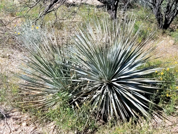 Dasylirion wheeleri full plant