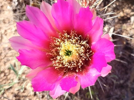 EEchinocereus engelmannii flower