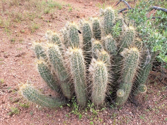 Echinocereus engelmannii full plant