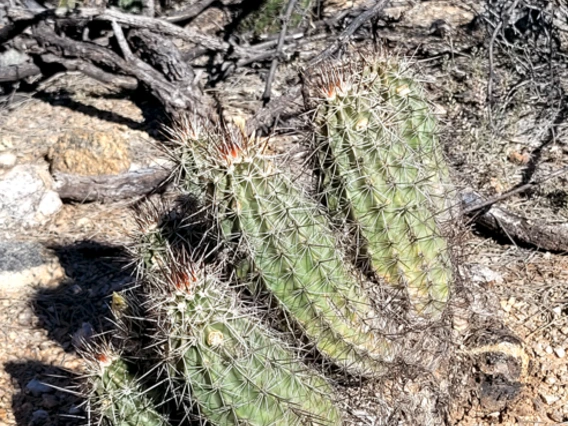 Echinocereus engelmannii full plant