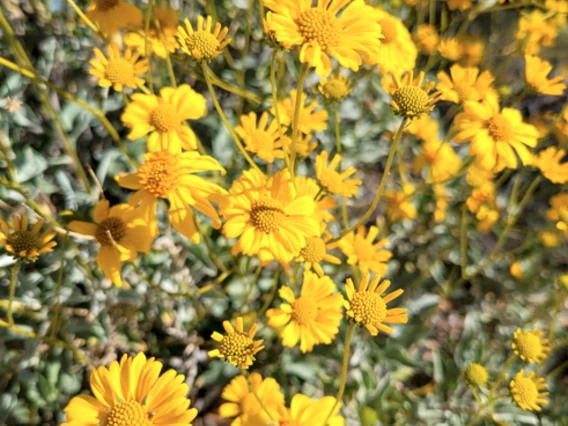 Encelia farinosa yellow flower