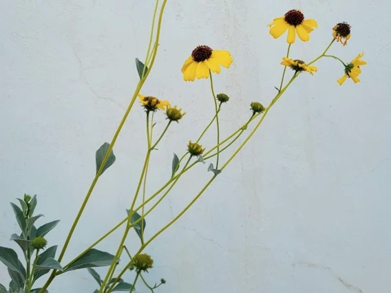 Encelia farinosa dark centered flower