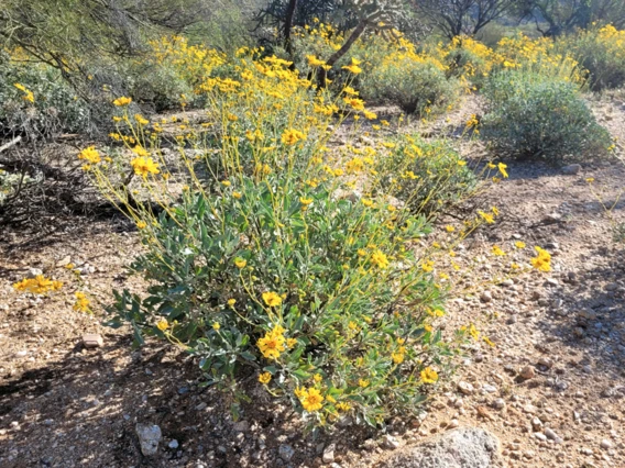 Encelia farinosa full plant