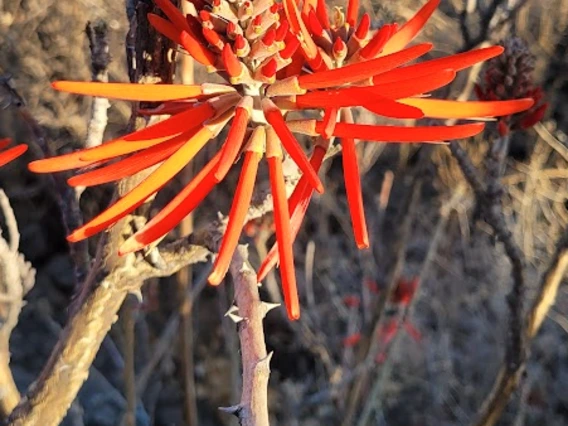 Erythrina flabelliformis flower