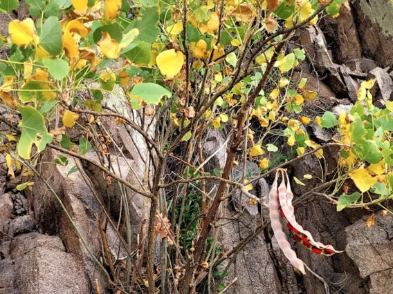 Erythrina flabelliformis with fruit