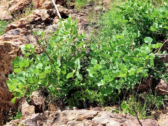 Erythrina flabelliformis full plant