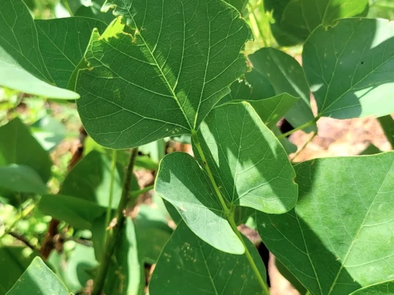 Erythrina flabelliformis leaf