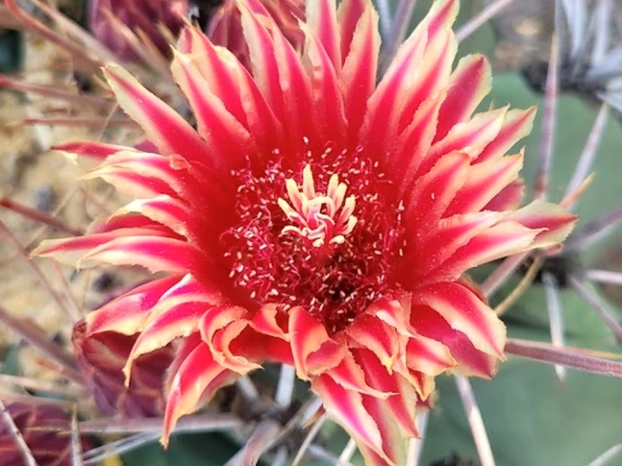 Ferocactus emoryi flower