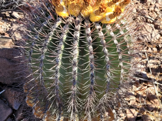 Ferocactus emoryi fruit