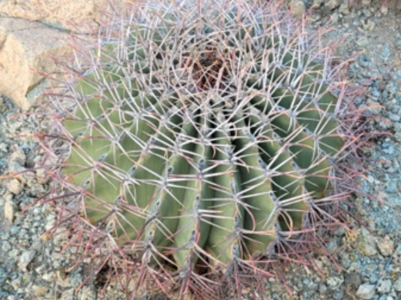Ferocactus emoryi full plant