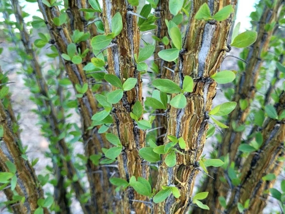 Fouquieria splendens stems