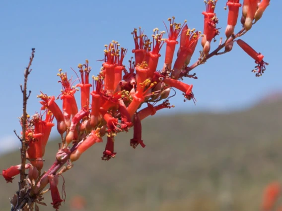 Fouquieria splendens flower
