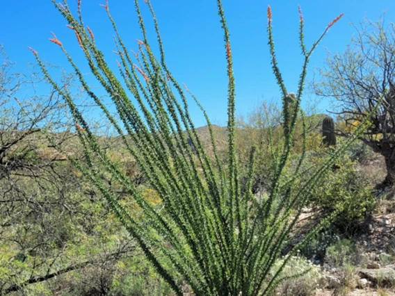 Fouquieria splendens full plant