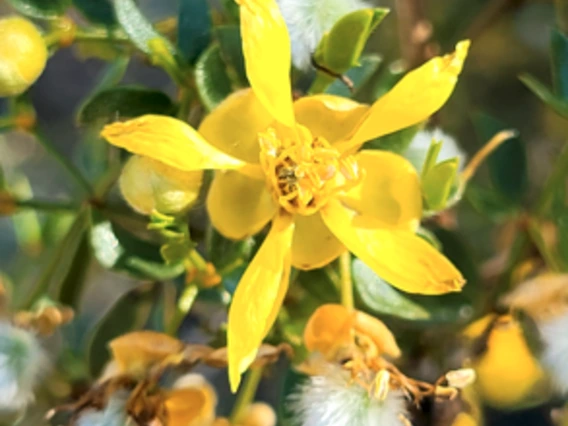 Larrea tridentata flower