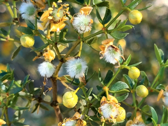 Larrea tridentata fruit