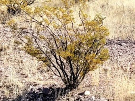 Larrea tridentata full plant