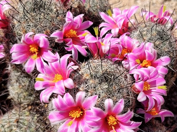 Mammillaria grahamii flower