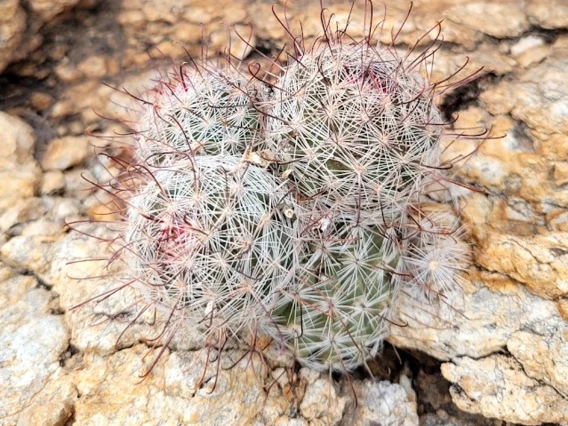 Mammillaria grahamii
