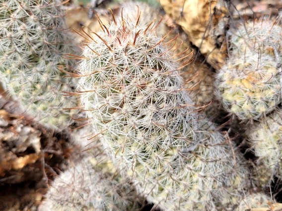 Mammillaria grahamii