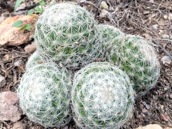 Mammillaria grahamii without hooked spines
