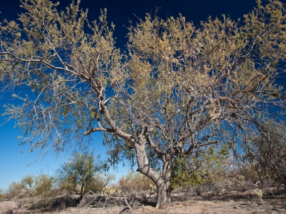 Olneya tesota full plant