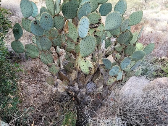 Opuntia sp.