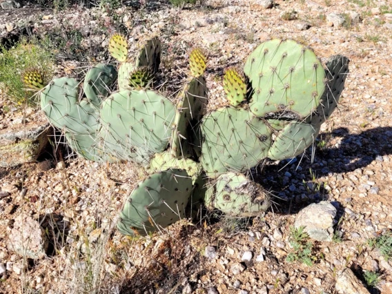 Opuntia sp.