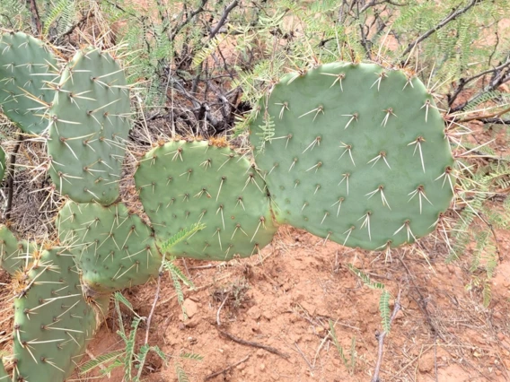 Opuntia sp.