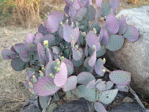 Opuntia sp.