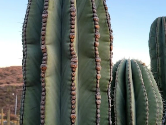 Pachycereus pringlei stem