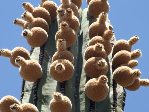 Pachycereus pringlei fruit