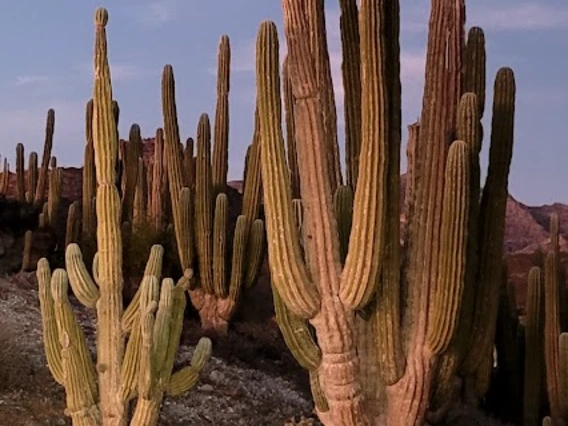 Pachycereus pringlei full plant