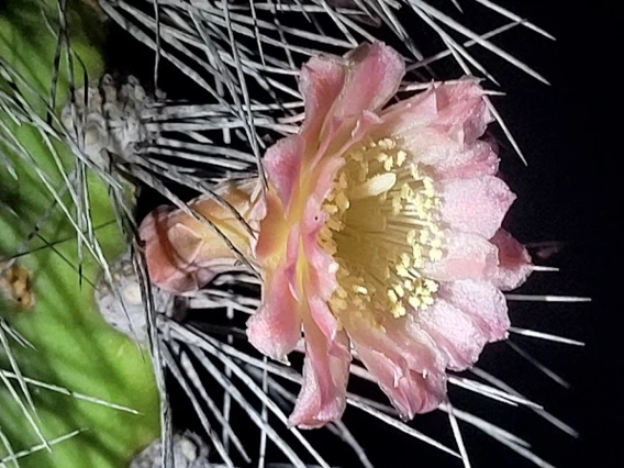 Pachycereus schottii flower