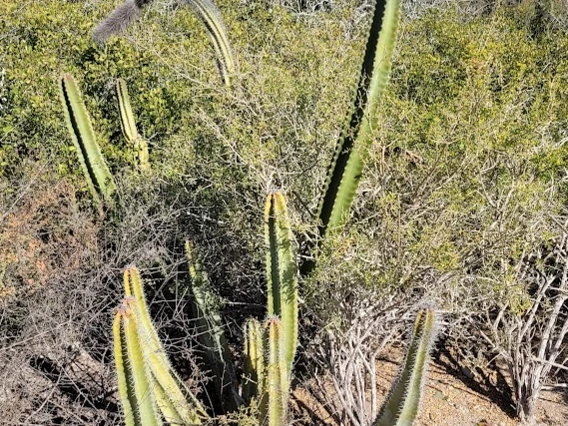 Pachycereus schottii full plant