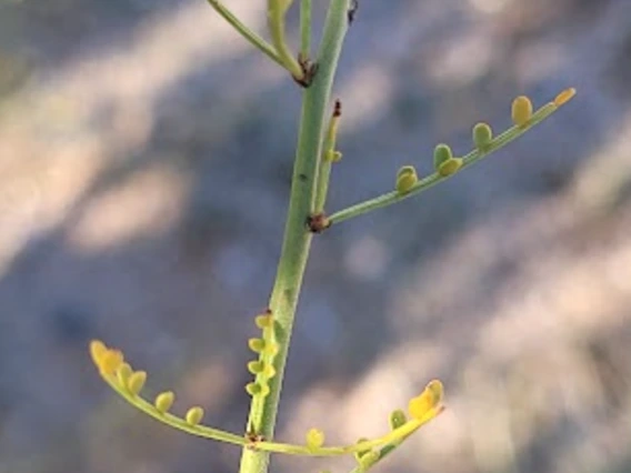Parkinsonia microphylla stem