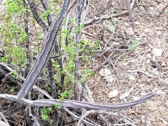 Peniocereus greggii stem
