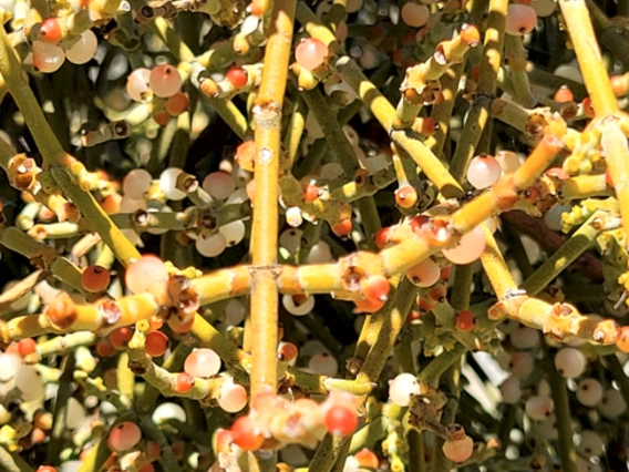 Phoradendron californicum fruit