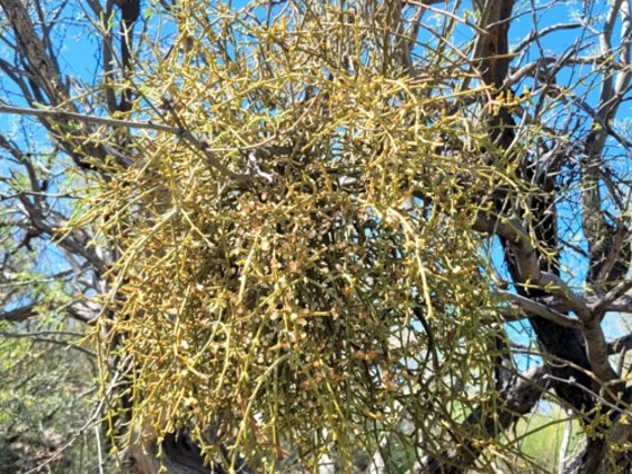 Phoradendron californicum full plant