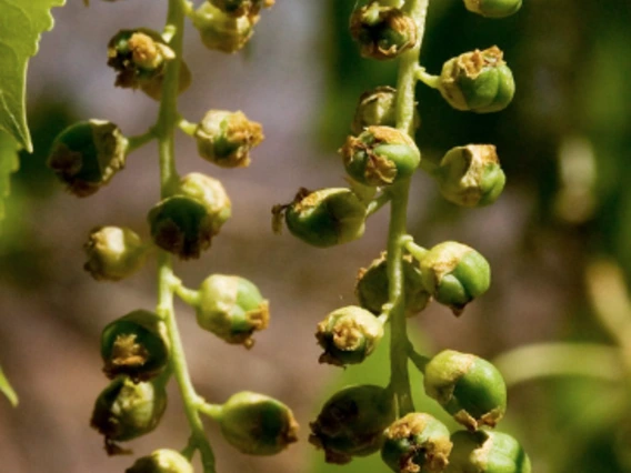 Populus fremontii flower