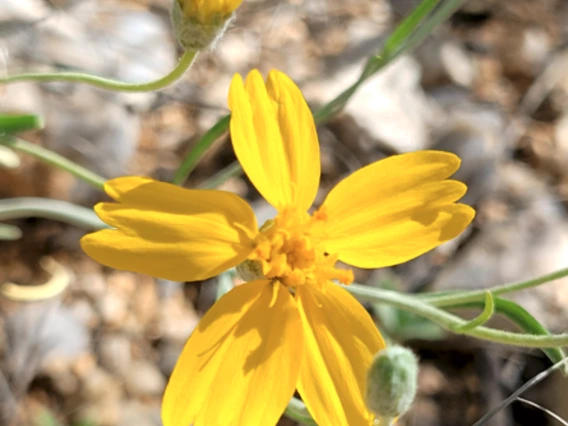 Psilostrophe cooperi flower