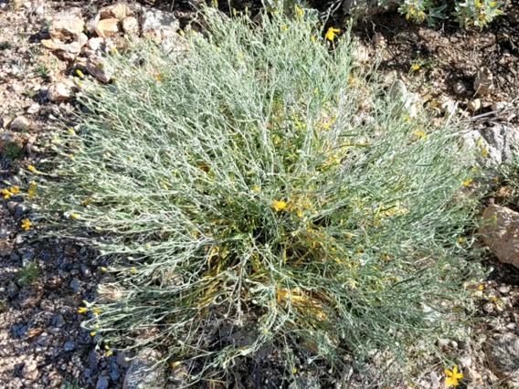 Psilostrophe cooperi