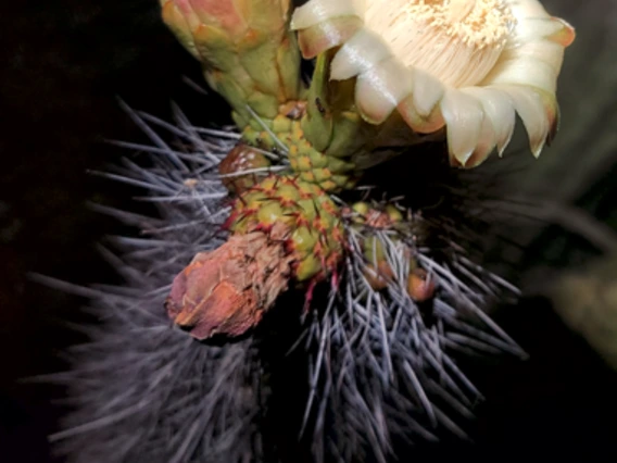 Stenocereus thurberi