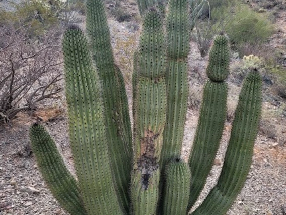 Stenocereus thurberi