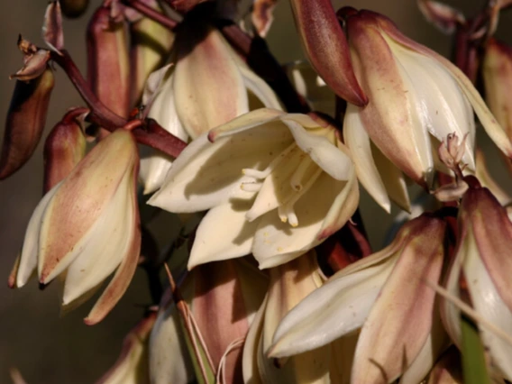 Yucca baccata flower