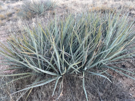 Yucca baccata full plant