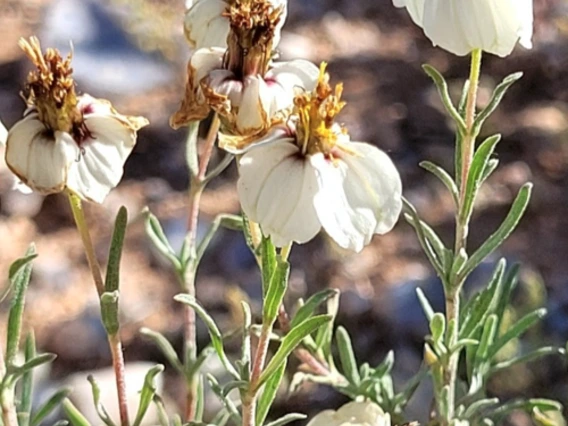 Zinnia acerosa flower